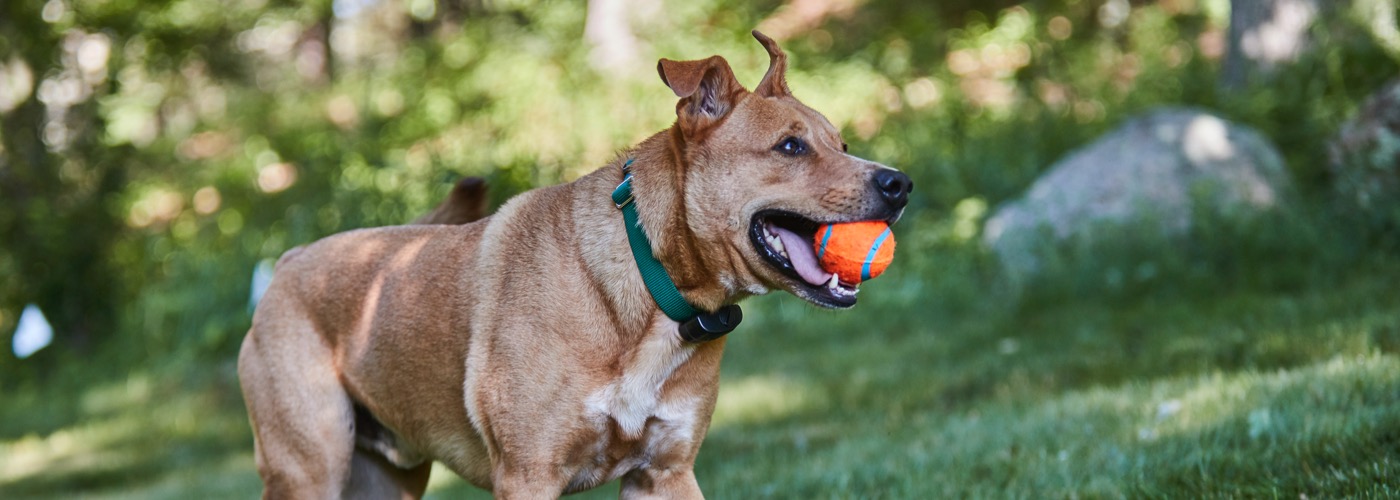 DogWatch of East Central PA, LLC, Lewisburg, Pennsylvania | ProFenceX Slider Image